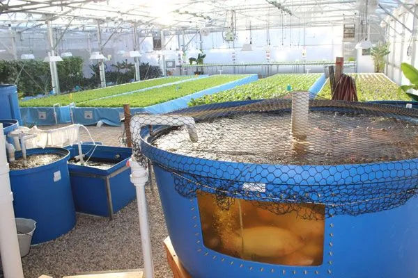 Thủy canh và aquaponics trong nhà kính