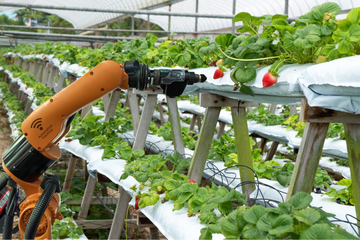 Nông nghiệp theo chiều dọc: giải pháp lương thực cho các đô thị tương lai 2 Robot trong nhà kính trồng dâu tây treo chiều thẳng đứng
