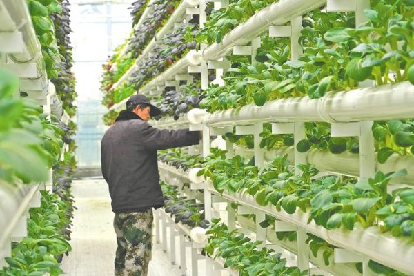 Trồng rau nhà kính theo chiều dọc