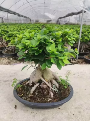 Vườn bonsai trong nhà kính nhà lưới