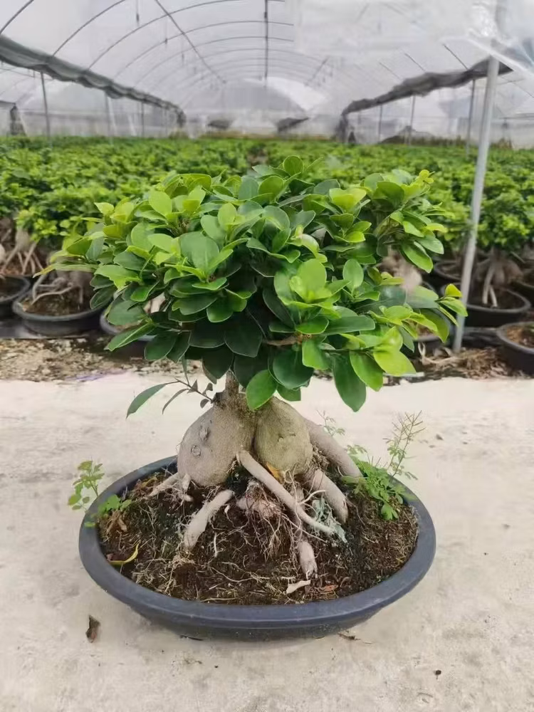 Vườn bonsai trong nhà kính nhà lưới