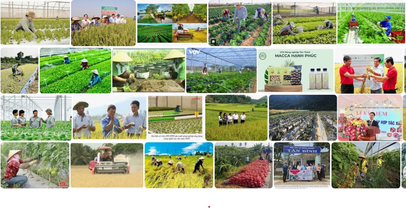 hợp tác xã nông nghiệp công nghệ cao
