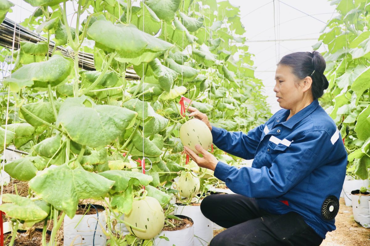Hợp tác xã trồng dưa trong nhà màng nhà kính