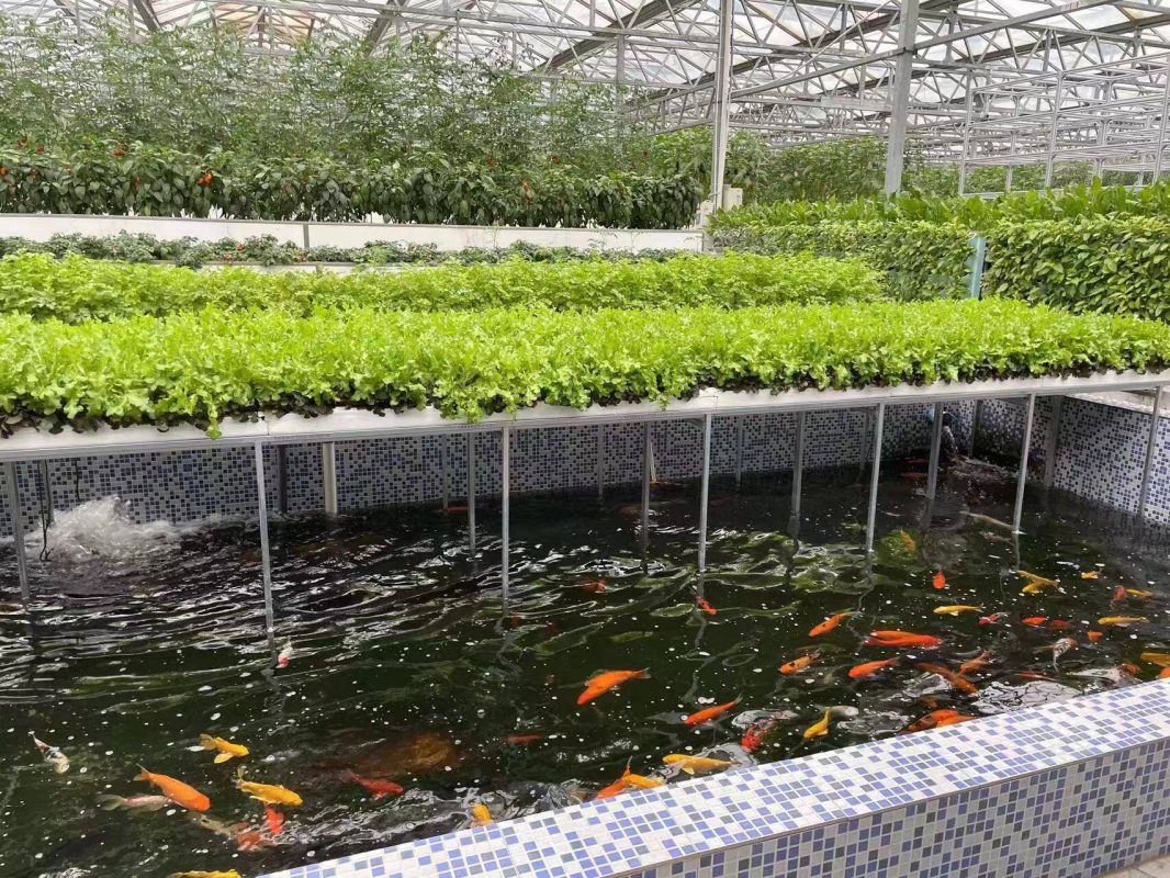 Nhà màng nuôi tôm công nghệ cao: Giải pháp đột phá cho ngành thủy sản việt nam 3 Hệ thống kết hợp trông rau và nuôi cá