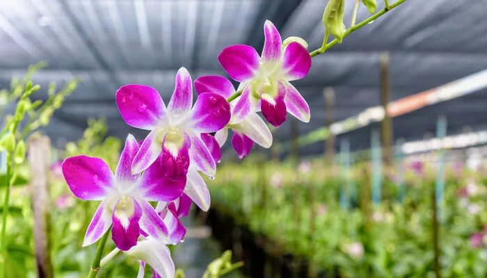 Vườn lan trong nhà kính với lưới che nắng
