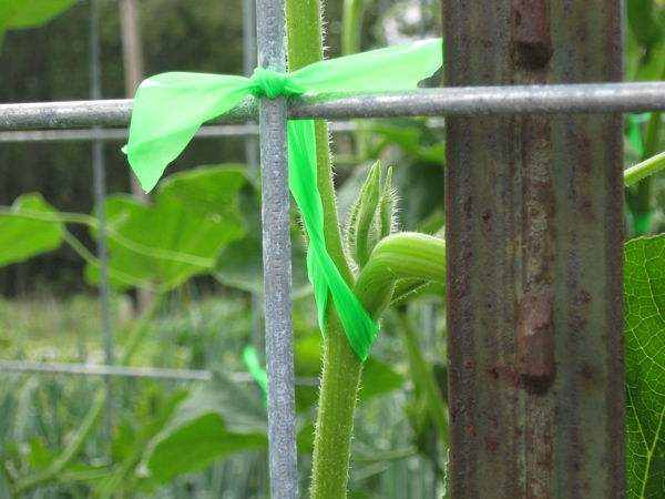 Tying vines to trellis 1