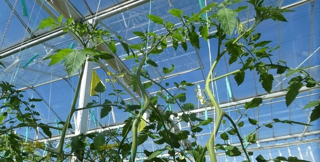 10 mẹo sử dụng dây treo cà chua chuyên nghiệp giúp tăng sản lượng và chất lượng quả 2 Mẹo sử dụng dây treo cà chua chuyên nghiệp