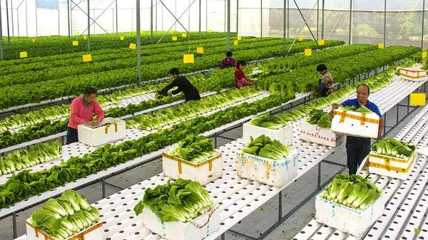 Quy trình đóng gói nông sản trong nhà kính: tối ưu hóa chất lượng và giá trị sau thu hoạch 1 Thu hoạch rau thủy canh trong nhà kính