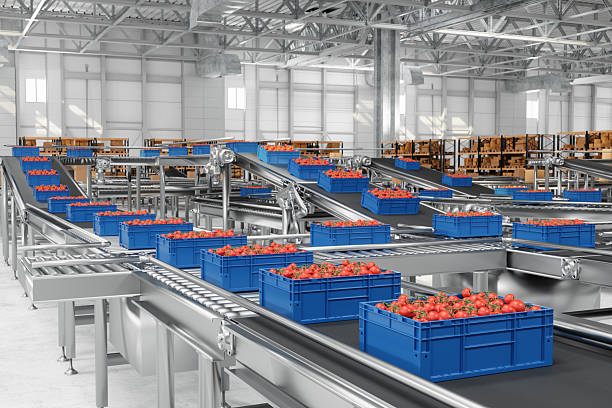 Quy trình đóng gói nông sản trong nhà kính: tối ưu hóa chất lượng và giá trị sau thu hoạch 3 Thu hoạch cà chua trong nhà kính