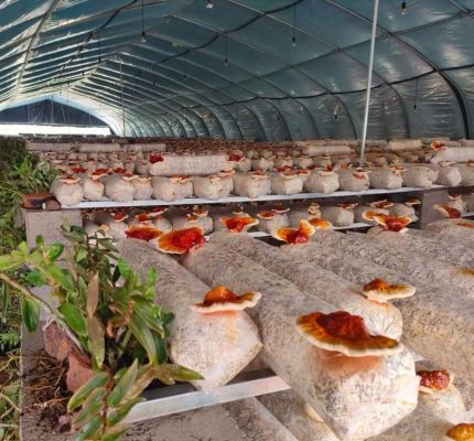 Trồng nấm linh cho trong bịch