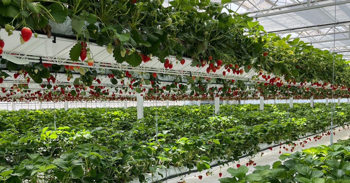 Nhà kính cho dâu tây thủy canh: giải pháp toàn diện cho năng suất vượt trội 26 Hệ thống trồng dâu tây nhà kính đa tầng