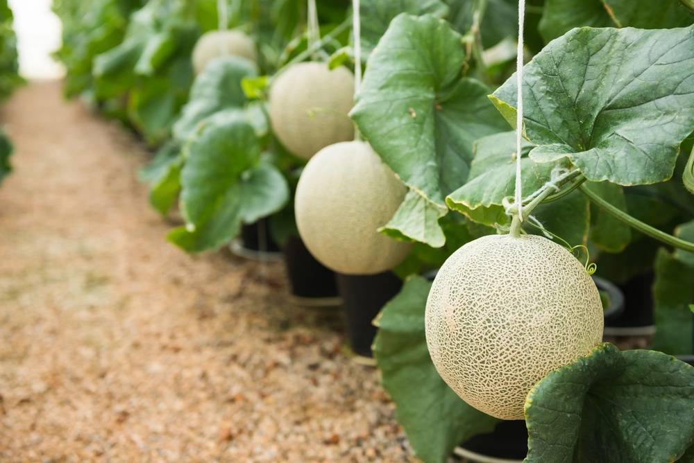 Quản lý dinh dưỡng cho dưa lưới trong nhà kính: chìa khóa vàng cho năng suất vượt trội 3 Dưa lưới trước giai đoạn thu hoạch
