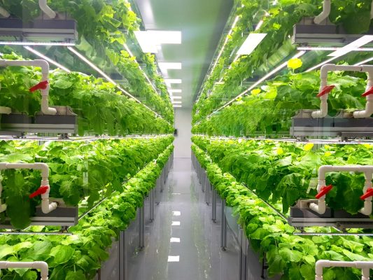 Phương pháp khấu hao hệ thống nhà màng trong kế toán doanh nghiệp nông nghiệp