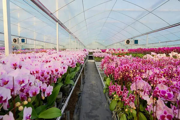Hướng dẫn chọn tỷ lệ che nắng chuẩn