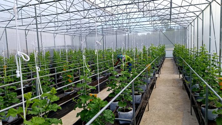 Chiều cao cột trụ khoảng 4m (tính từ cao độ mặt đất lên đến máng xối thoát nước)