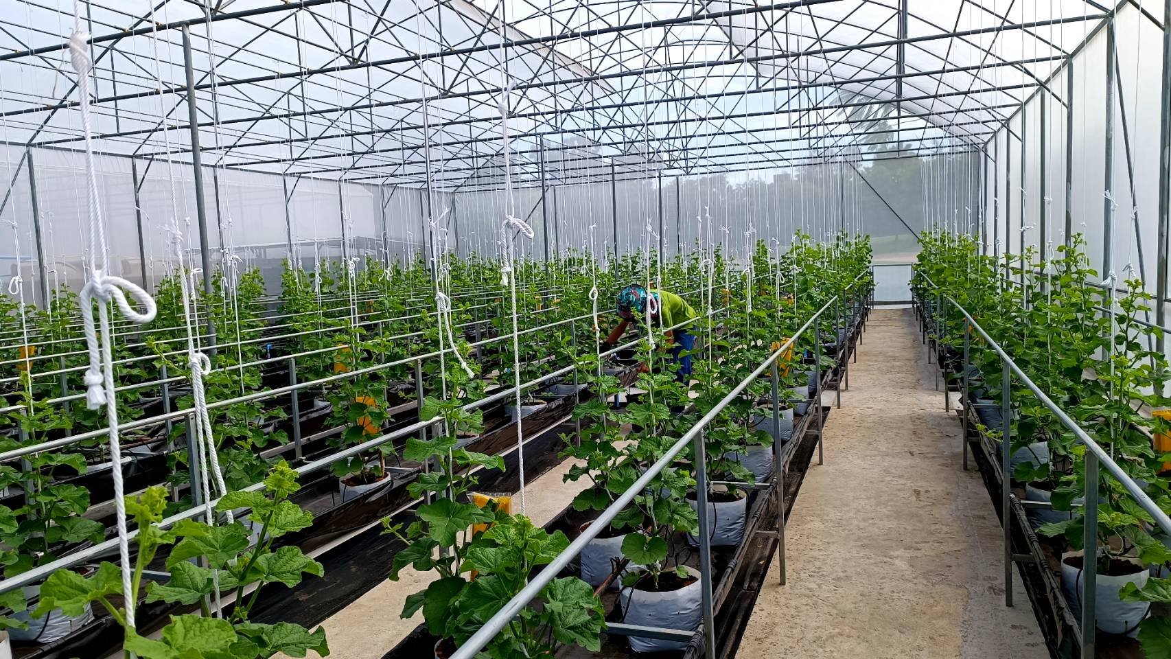 Chiều cao cột trụ khoảng 4m (tính từ cao độ mặt đất lên đến máng xối thoát nước)