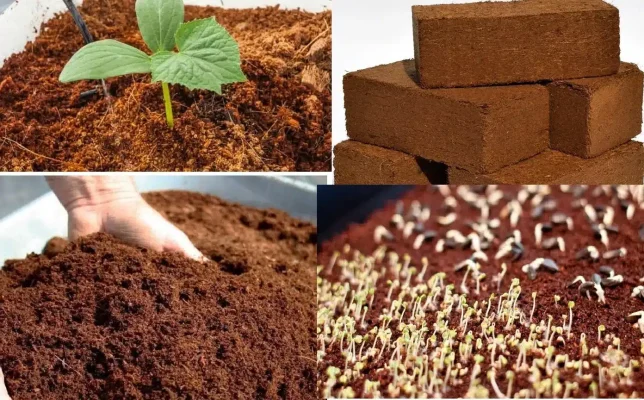 Lưu ý quan trọng khi chọn mua coco peat