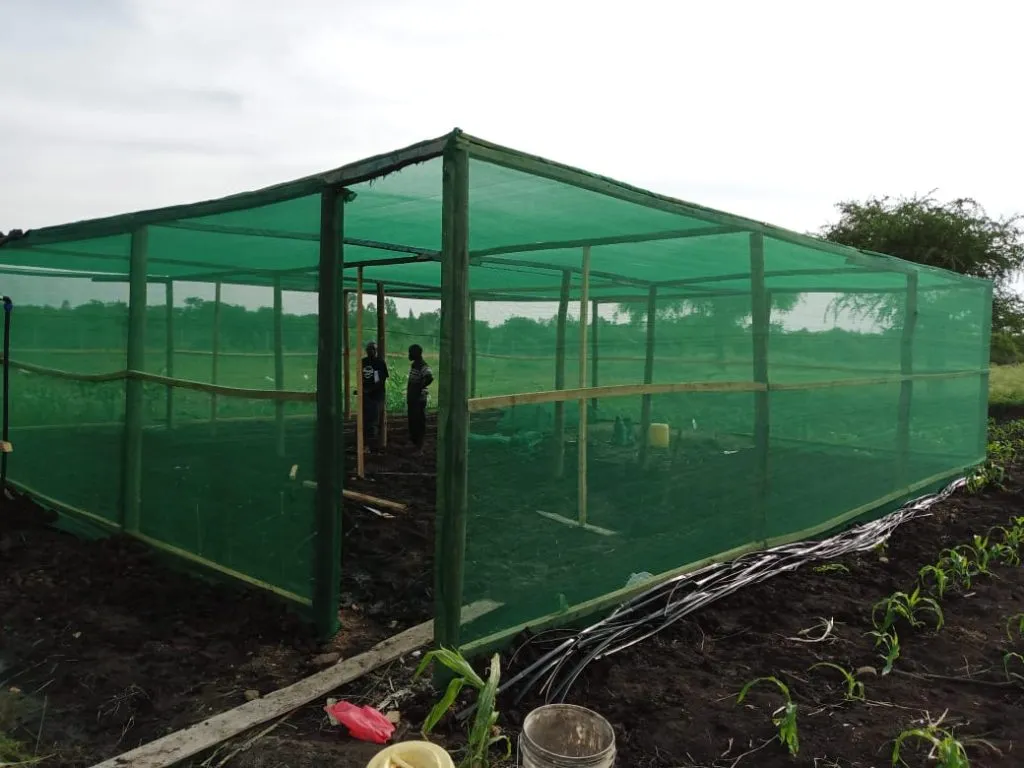 Nhà lưới trồng rau sạch tại Kenya