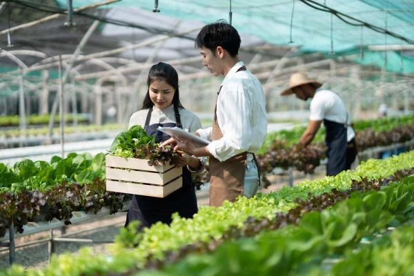 Đầu tư nhà kính trồng rau tại Italy
